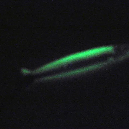 Vintage Silver Horde / Gold Star Silver Horde Coho Killer UV Glow, 3/16oz White / Green (Glow in Dark and UV light) fishing spoon #3004