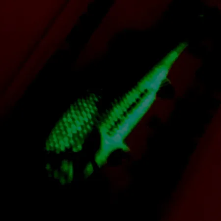 Northland Live Forage Glow, 1/4oz rainbow fish fishing spoon #5140