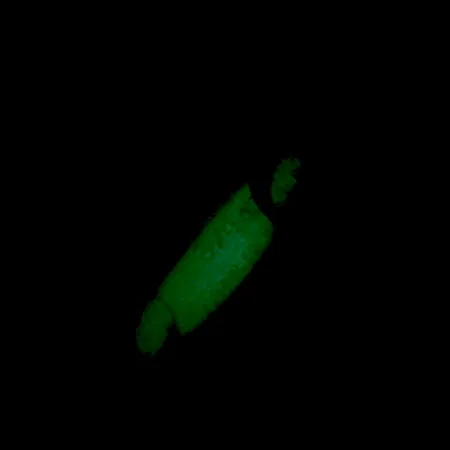 Luhr Jensen Crippled Herring Glow UV, 3/4oz White / Green UV Glow in Dark and UV light fishing spoon #5921